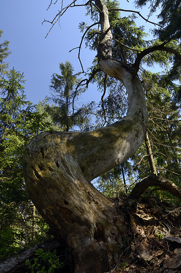 Twisted tree - smaller format