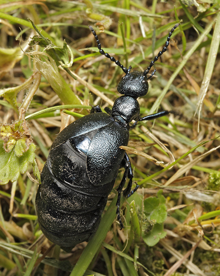 Oil beetle - smaller format