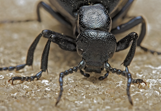 Oil beetle - smaller format