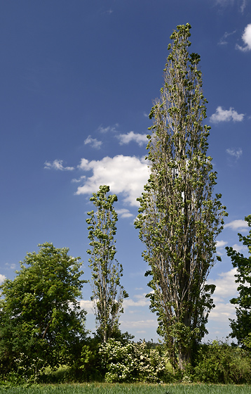 Poplars - smaller format
