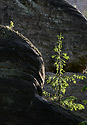 On the rock - main link