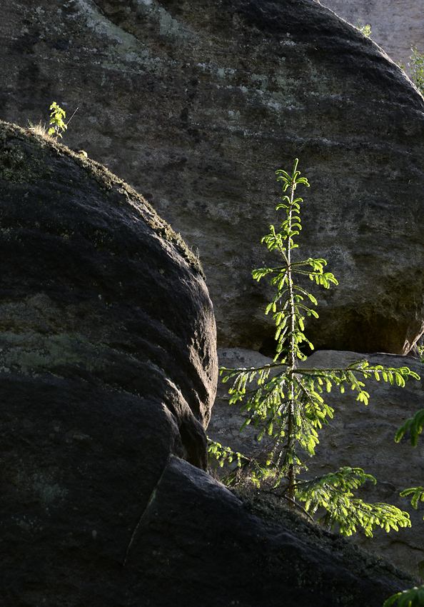 On the rock - larger format