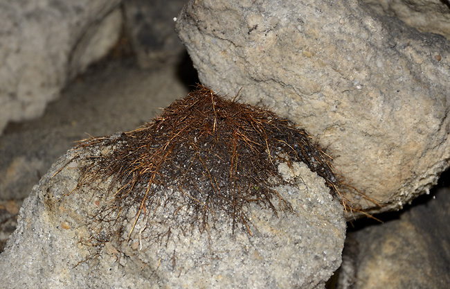 Kořenový stalagmit - menší formát