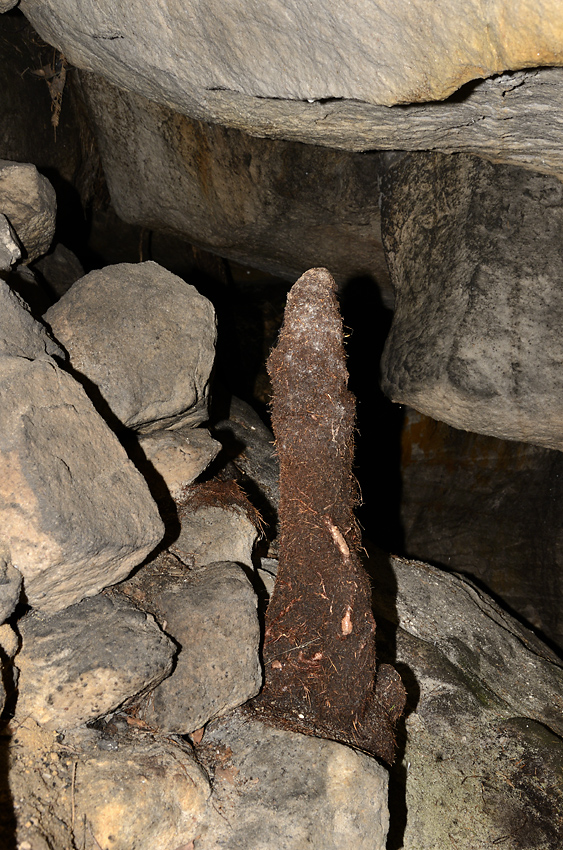 Kořenový stalagmit - větší formát