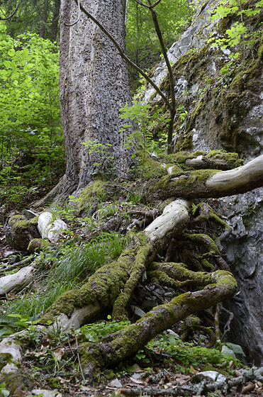 Roots - smaller format