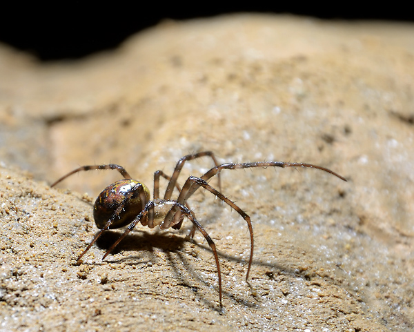 Jeskynní pavouk - menší formát