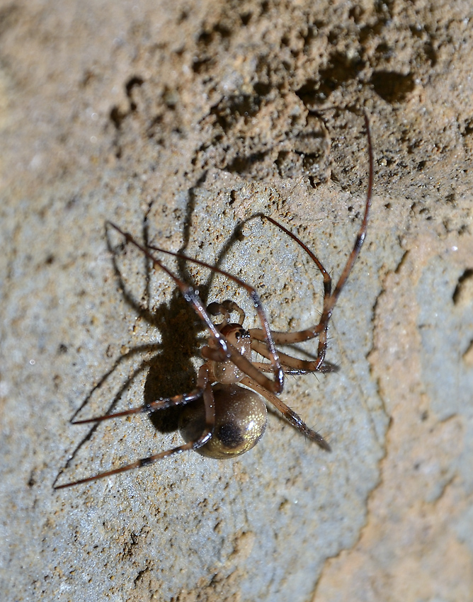 Jeskynní pavouk - větší formát