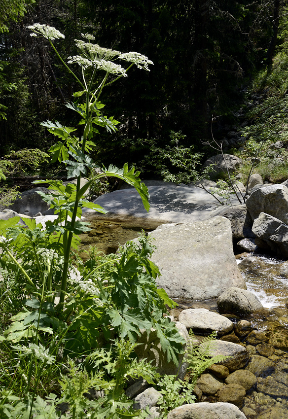 In creek - larger format