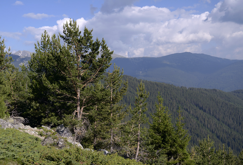 Pine - larger format