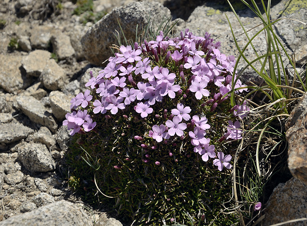 Dianthus - smaller format