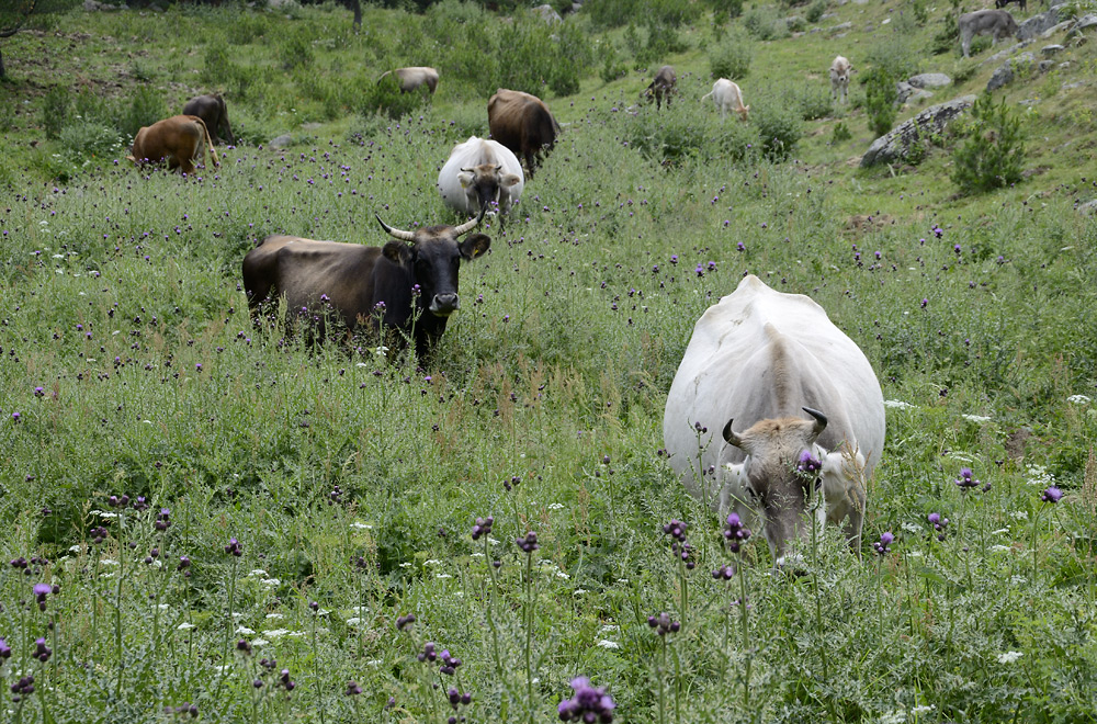 Thistle cows - larger format