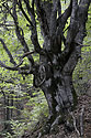 Old beech - main link