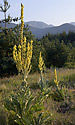Mullein - main link