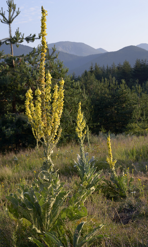 Mullein - larger format