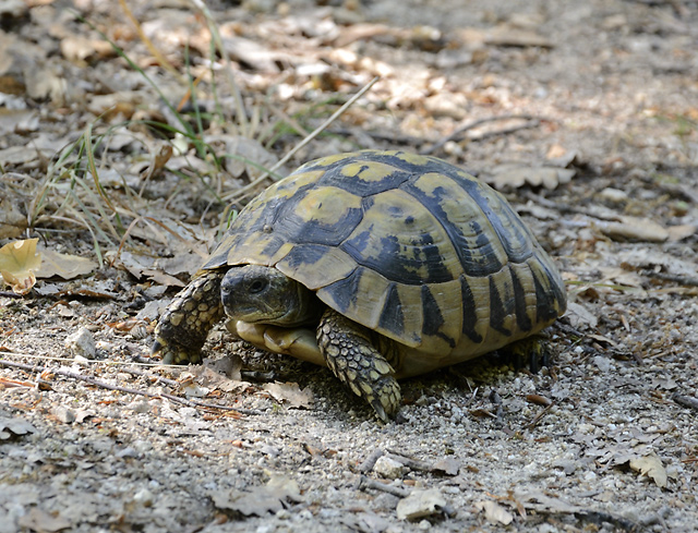 Tortoise - smaller format