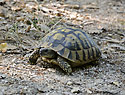 Tortoise - main link