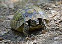 Tortoise - main link