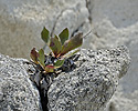 Flower-hermit - main link