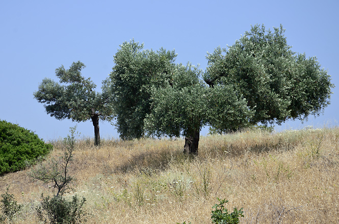 Olivovnky - men formt