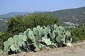 Opuntiae - main link