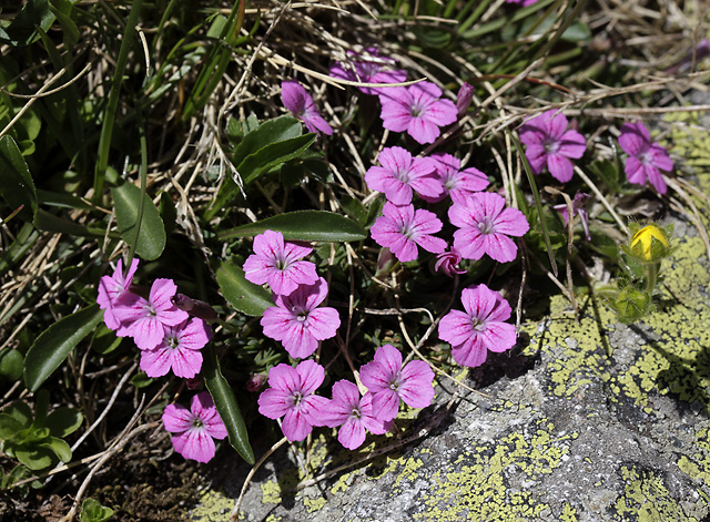 Dianthus glacialis - smaller format