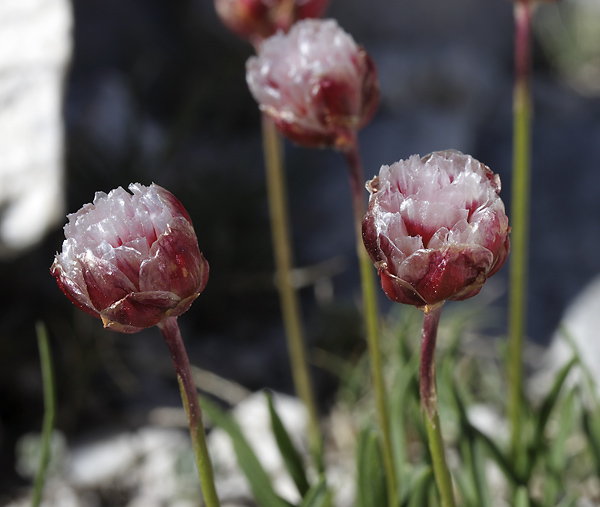 Armeria alpina - smaller format
