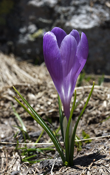 Crocus - smaller format