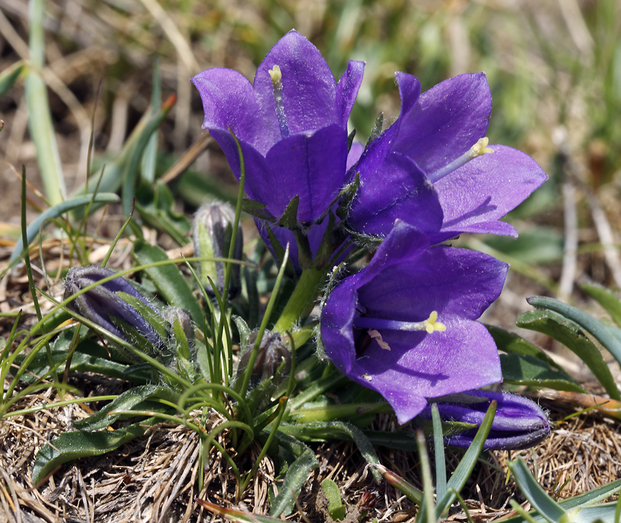 Bellflower - larger format