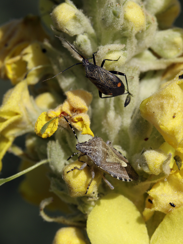 True bugs on mullein - larger format