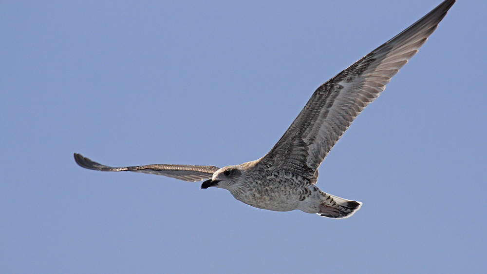 Seagull - larger format