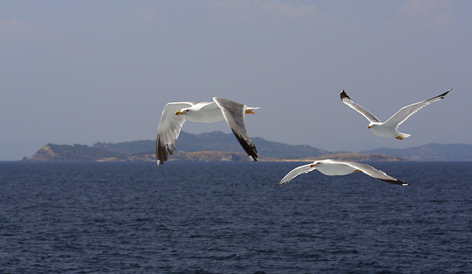 Seagulls - smaller format