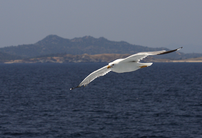 Seagull - smaller format