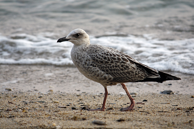 Seagull - smaller format