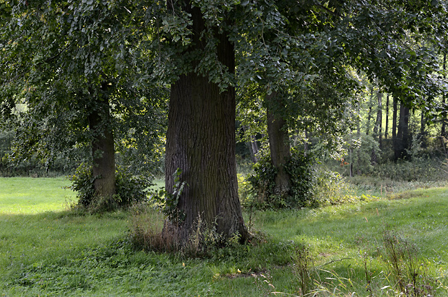 In "Hlavov" - smaller format