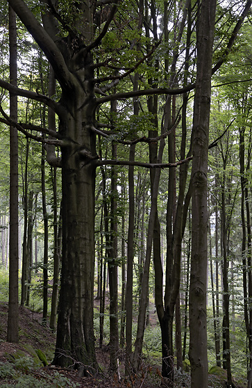 In the wood under the "Star Chapel" - smaller format