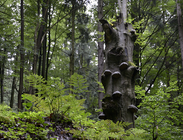 In the wood under the "Star Chapel" - smaller format