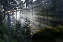 Rays - main link