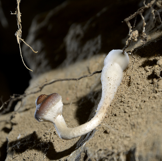 Jeskynní houba - menší formát