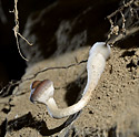 Jeskynní houba - hlavní odkaz