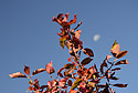 Colors - main link