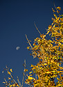 Colors - main link