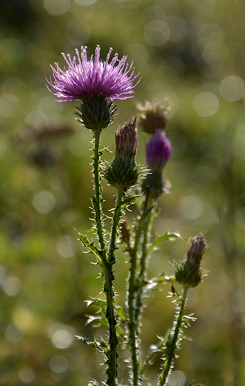 Thistle - smaller format