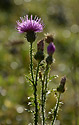 Thistle - main link