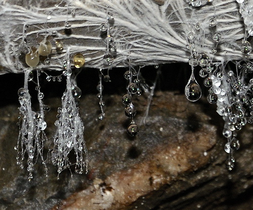 Drops - smaller format