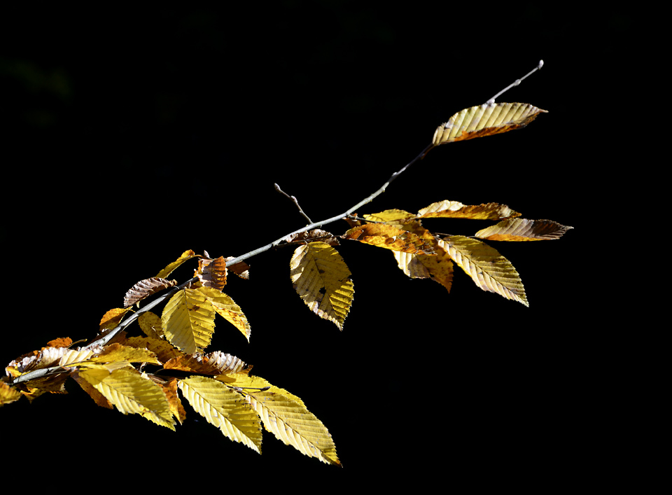 Leaves - larger format