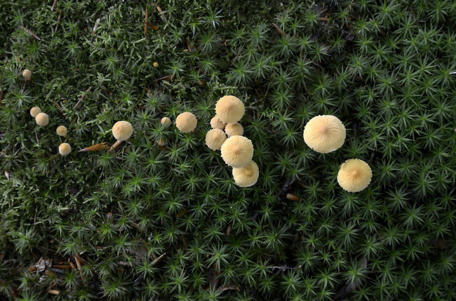 Earthy Powdercap - smaller format