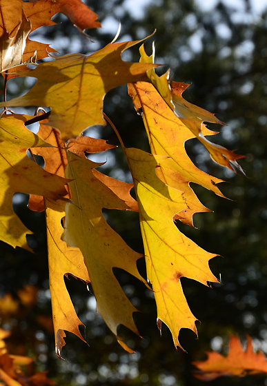 Leaves - smaller format