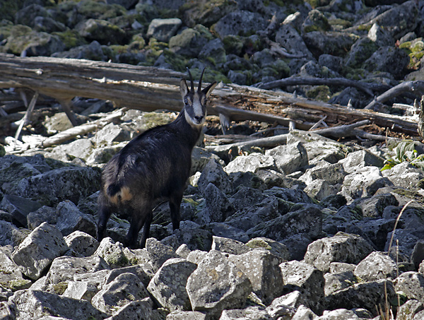 Chamois - smaller format