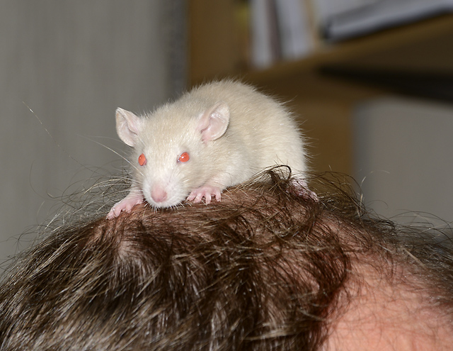 Rat - smaller format