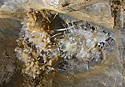 Helictites - main link